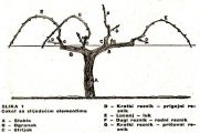 rezidba vinograda