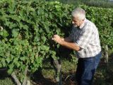 vinograd080920161